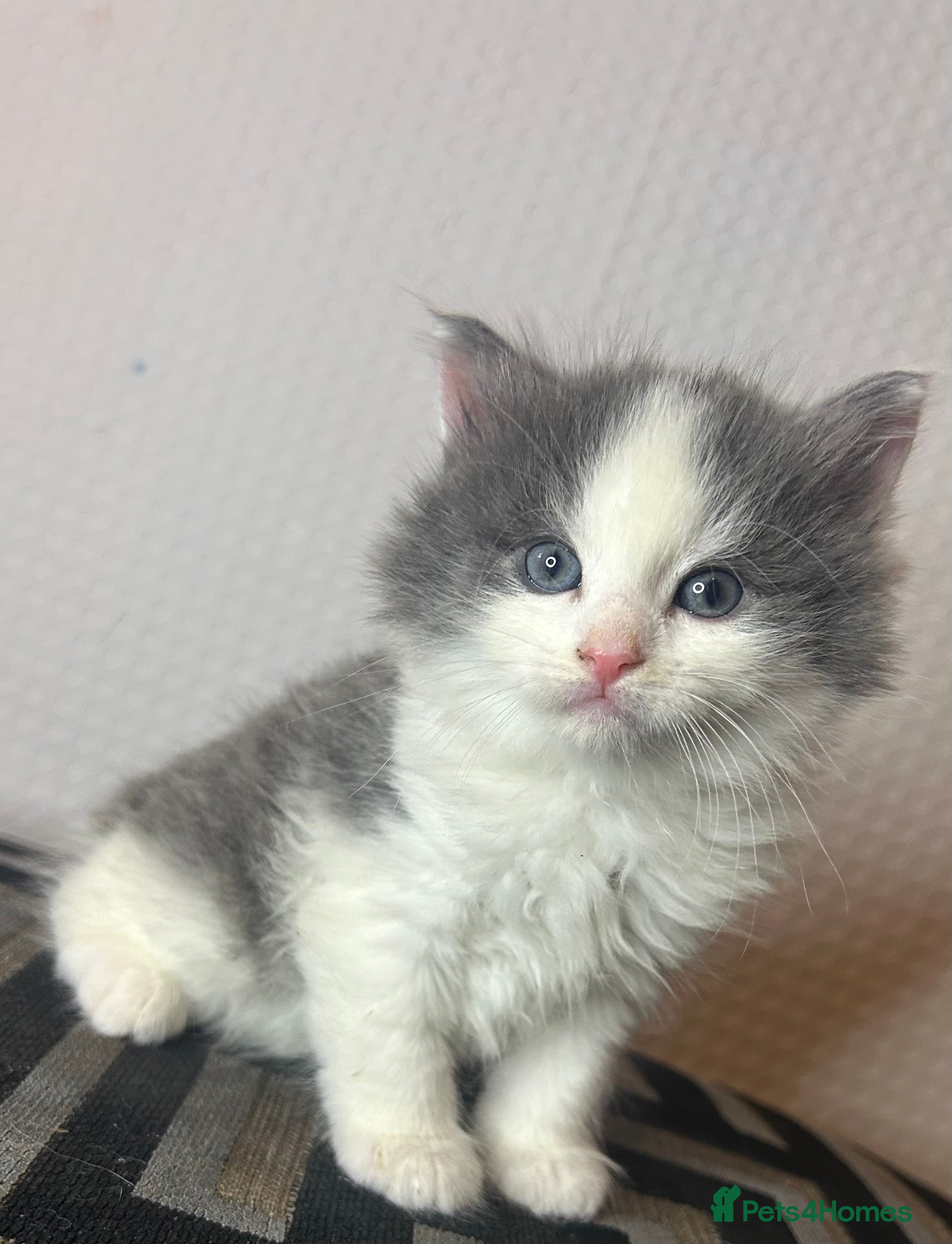 Mixed Breed cats KITTENS - Advert 9