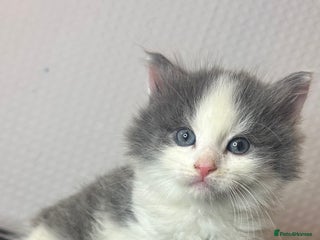 Mixed Breed cats KITTENS - Advert 9