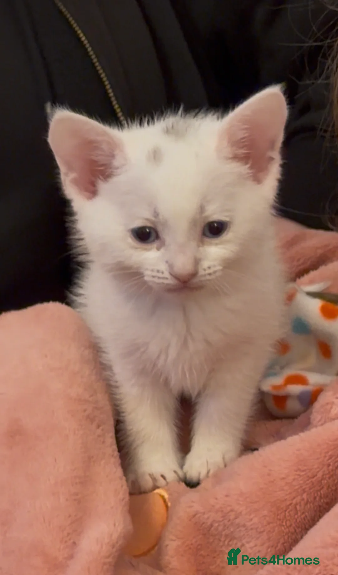 Mixed Breed cats for sale: CUTE KITTENS FOR SALE  in Glasgow - Advert 2