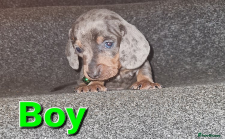 Miniature Dachshund dogs - Advert 9