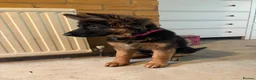 German Shepherd dogs for sale: Beautiful female black face German Shepherd - Advert 4
