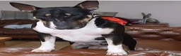 English Bull Terrier dogs for sale: 8 QUALITY BISONBULLIE BABIES  in Slough - Advert 18