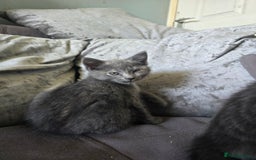 Mixed Breed cats for sale: 5 3/4 persian kittens ready now - Image 17