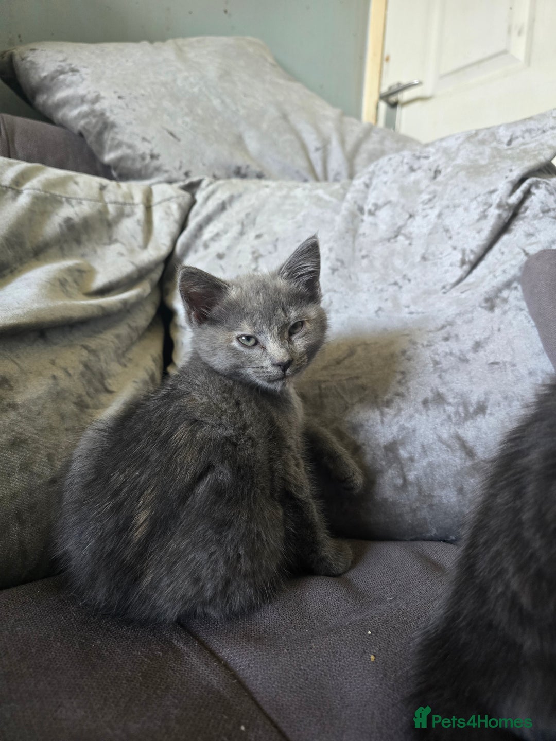 Mixed Breed cats for sale: 5 3/4 persian kittens ready now - Image 17