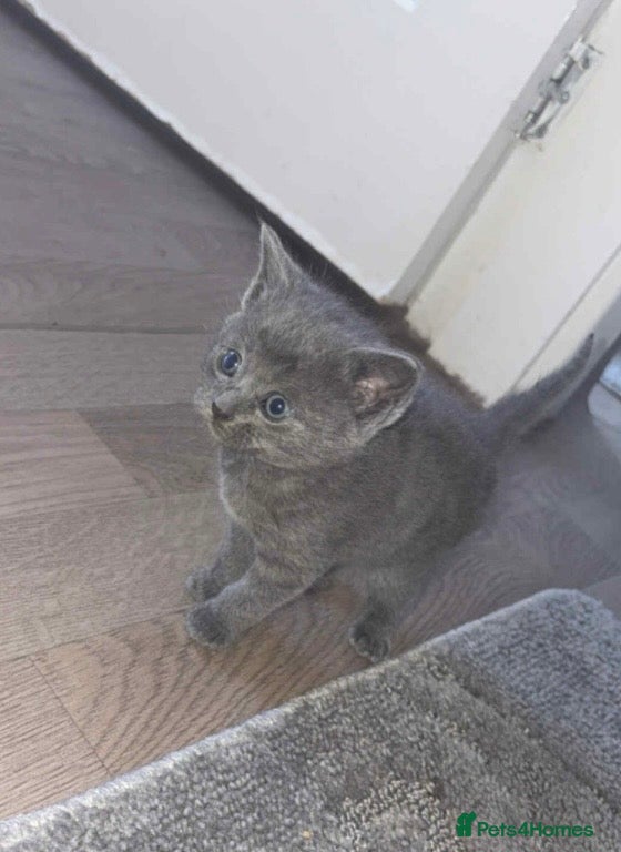 British Shorthair cats 3 British shorthair kittens  - Advert 13
