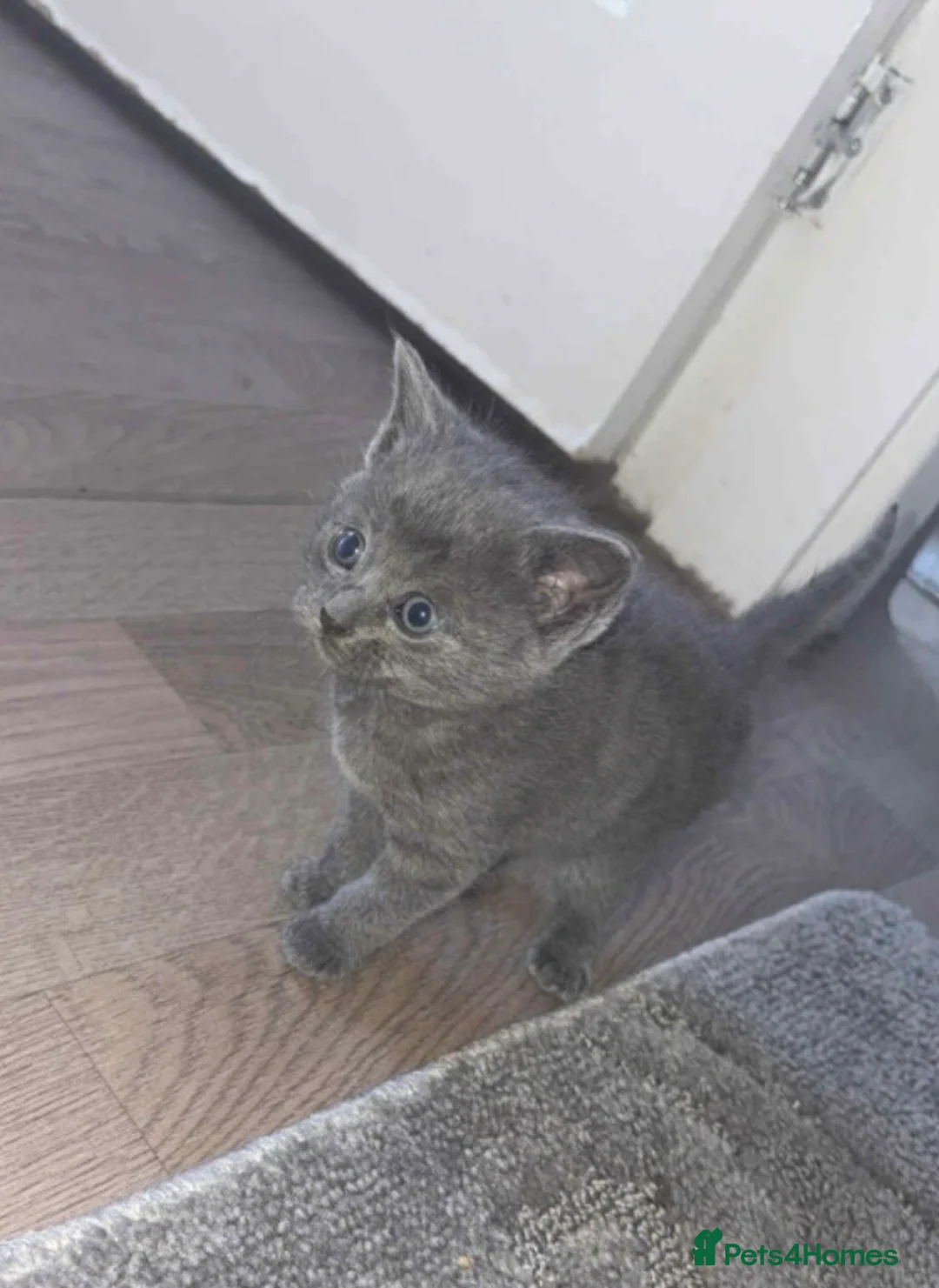 British Shorthair cats for sale: 3 British shorthair kittens  - Advert 1
