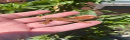 Gecko reptiles for sale: Crested Gecko Babies - Advert 8