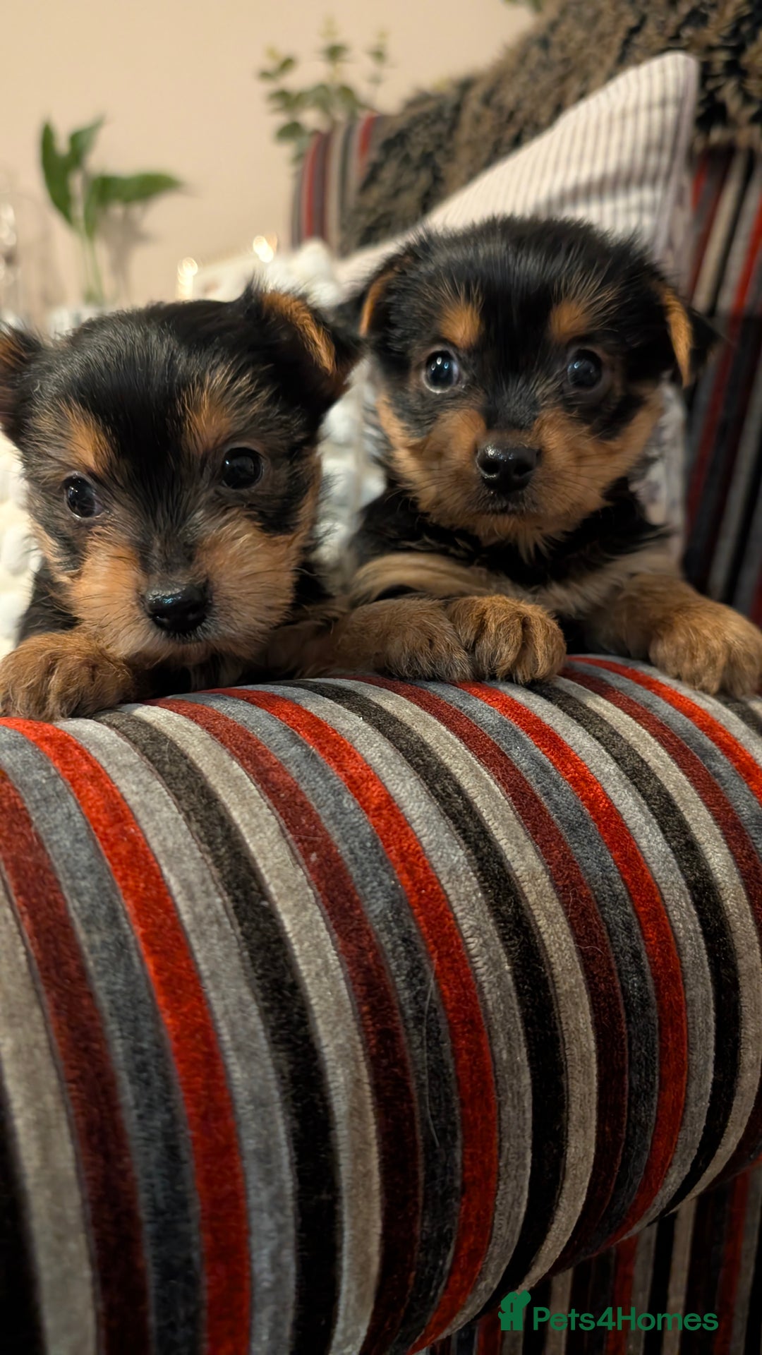 Yorkshire Terrier dogs for sale: Pure Yorkshire Terrier Puppies  - Advert 1