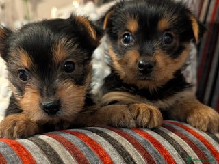 Yorkshire Terrier dogs Pure Yorkshire Terrier Puppies - Advert 1