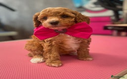Cavapoo dogs for sale: F1BB cavapoo puppies  - Image 1
