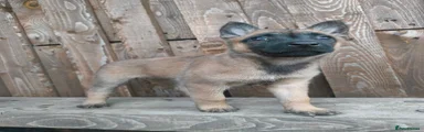 Yellow Collar - Female