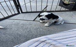 Mixed Breed dogs for sale: Cockapoo x Maltese (Maltipoo) - Image 17
