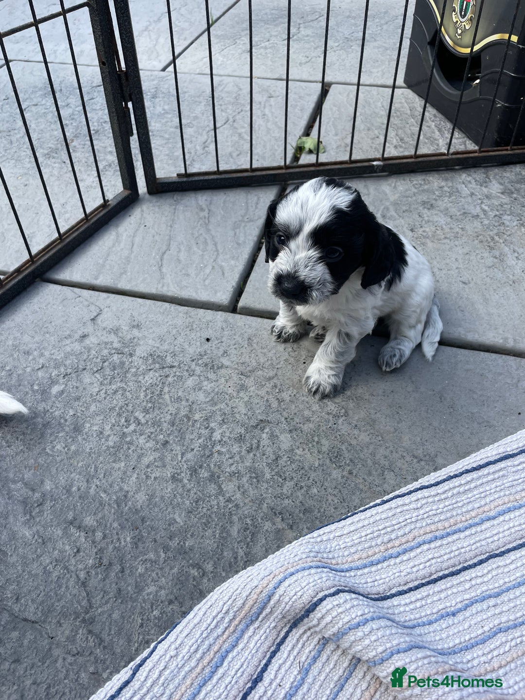 Mixed Breed dogs for sale: Cockapoo x Maltese (Maltipoo) - Image 17