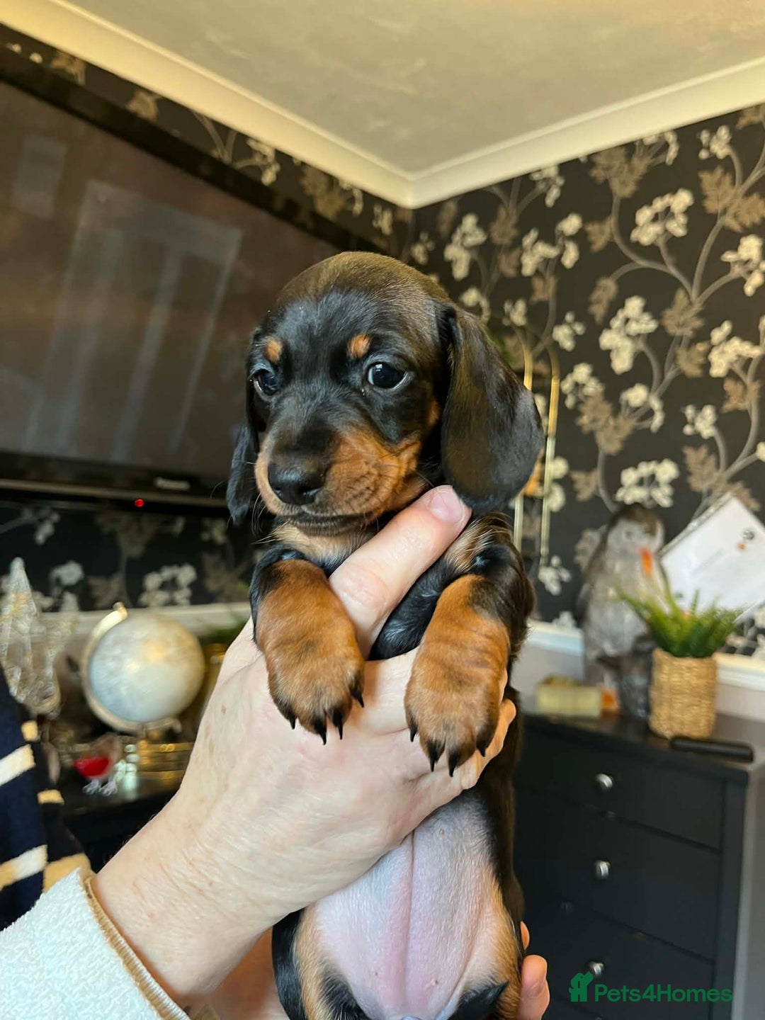Miniature Dachshund dogs for sale: Miniature Smooth Haired Dachshunds Black & Tan  - Advert 4
