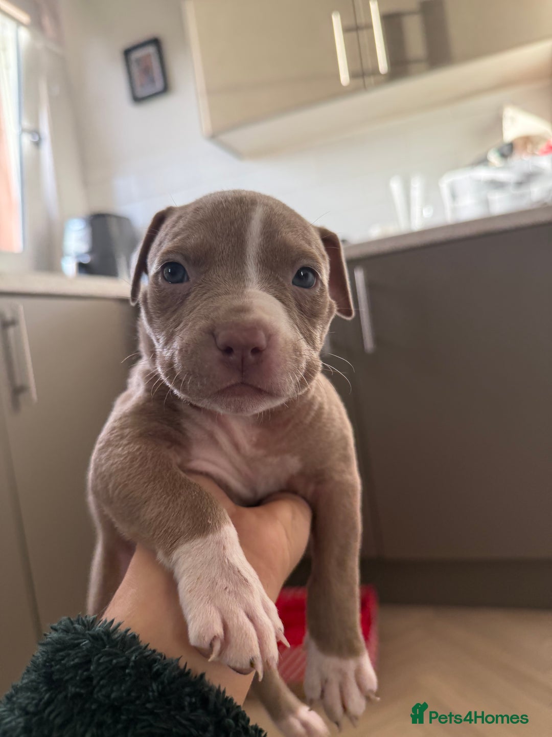 American Bully dogs for sale: 8 gorgeous American Bully pups 🐶 - Advert 12