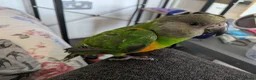 Parrots birds for sale: Senegal babies hand reared silly tamed  - Advert 18