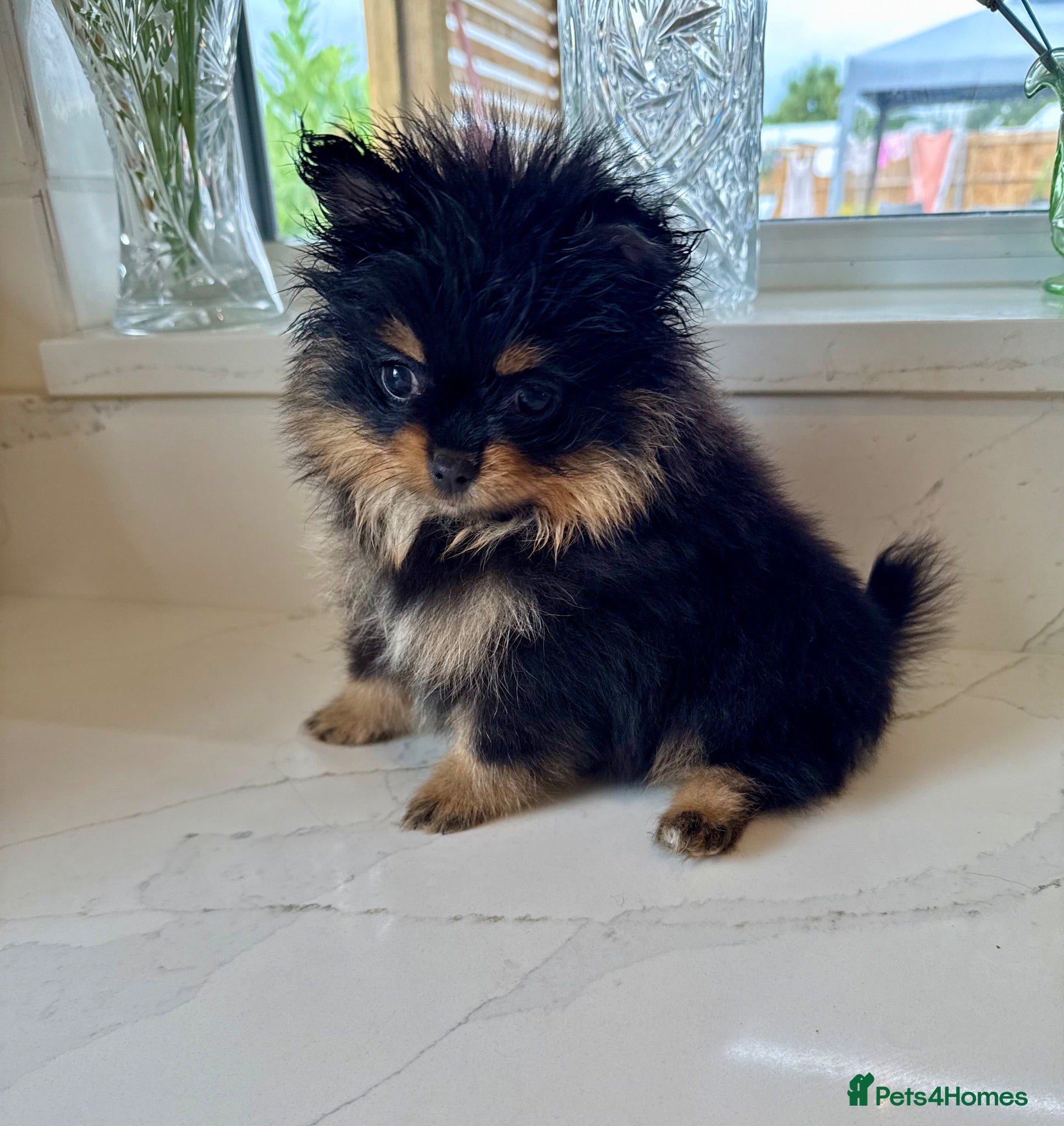 Pomeranian dogs Tiny Russian Teddy Pomeranians  - Advert 7