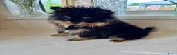 Pomeranian dogs for sale: Tiny Russian Teddy Pomeranians  - Advert 1