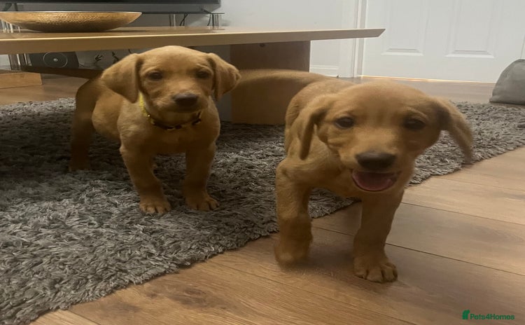 Labrador Retriever dogs - Advert 2