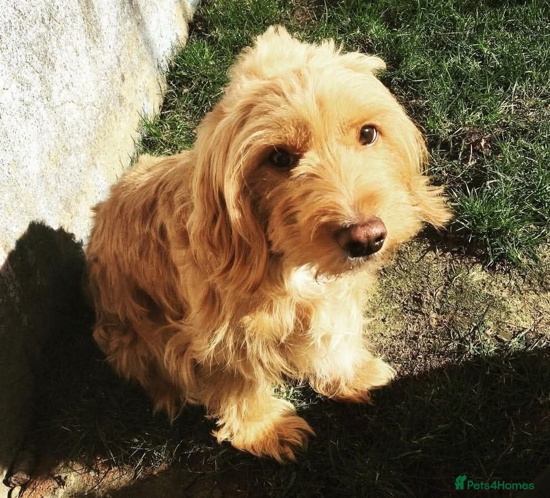 Cockapoo dogs Naturally reared f1b cockapoo puppies - Advert 13