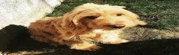 Cockapoo dogs for sale: Naturally reared f1b cockapoo puppies in Coleford - Advert 1