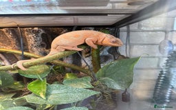 Chameleon reptiles for sale: Female Ambilobe panther chameleon and full set up - Image 1