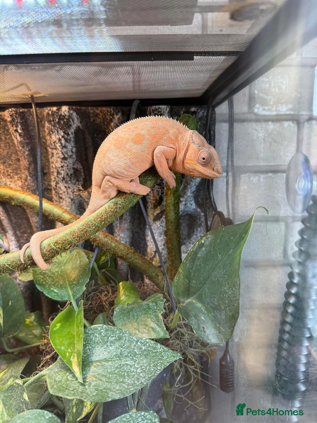 Chameleon reptiles for sale: Female Ambilobe panther chameleon and full set up - Image 1