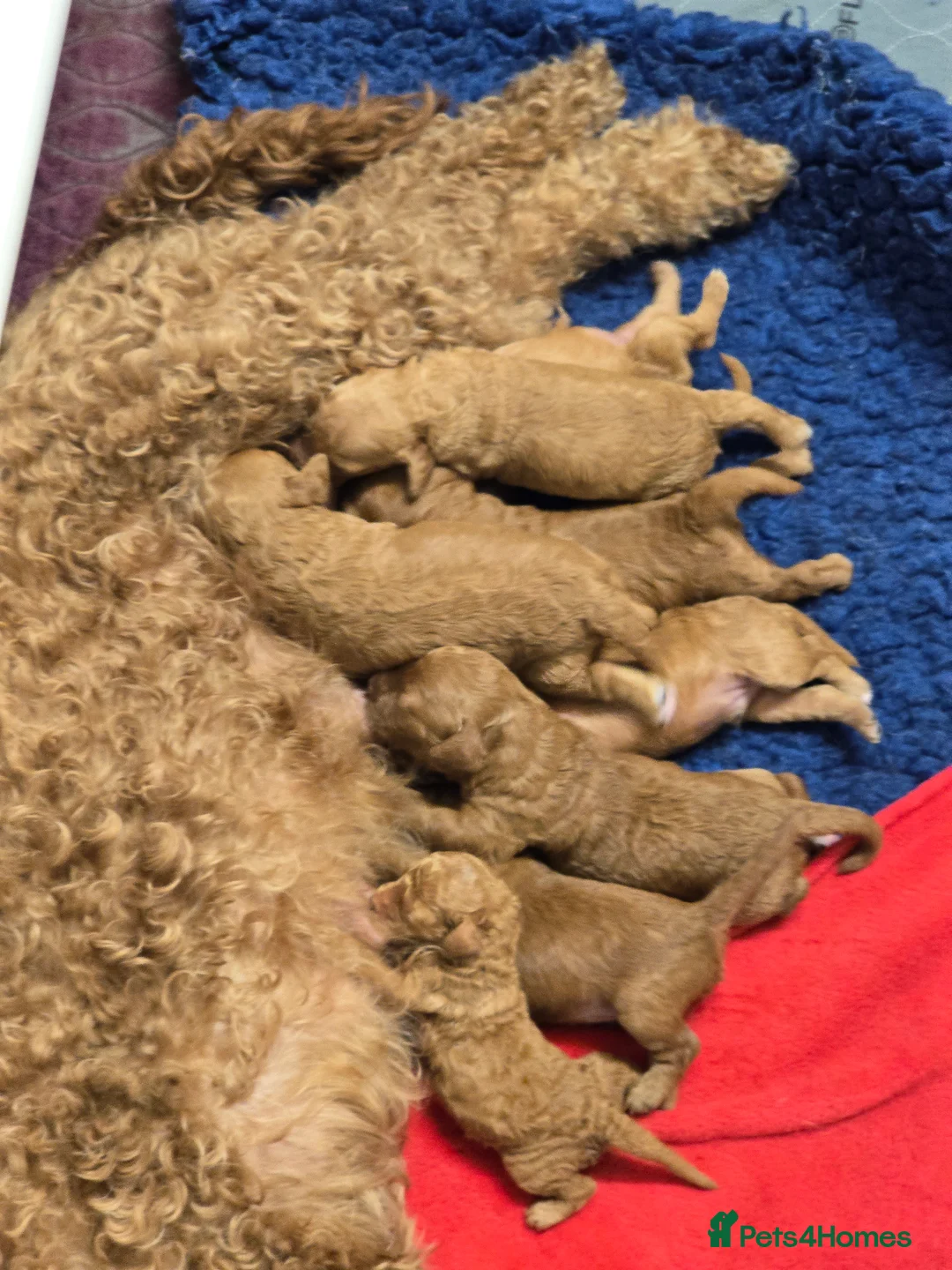 Cockapoo dogs for sale: Beautiful DNA Health tested Cockapoos - Advert 30