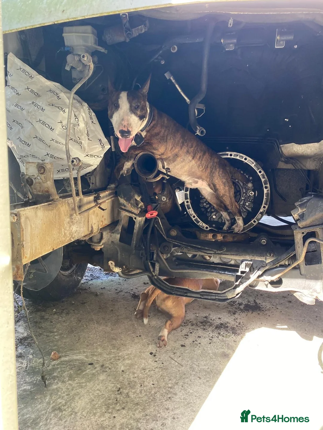 Miniature Bull terrier dogs for sale: 🐾 SPECIAL HOME WANTED FOR A VERY SPECIAL BOY 🐾 - Advert 2