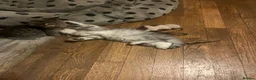 Persian cats for sale: Beautiful healthy Persian X Bengal kittens  - Advert 11