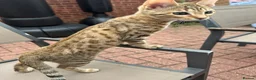 Bengal cats for sale: Bengal kittens  - Advert 10