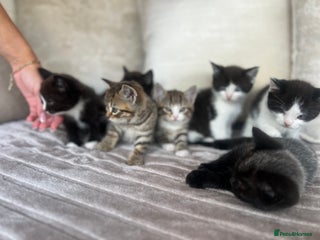 Mixed Breed cats 7 Kittens looking to move into forever home - Advert 3