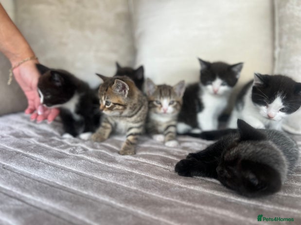 Mixed Breed cats 7 Kittens looking to move into forever home - Advert 4