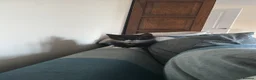 Mixed Breed cats for sale: Two long haired boys ready - Advert 6