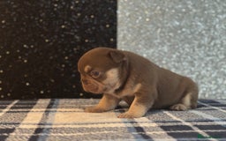 French Bulldog dogs for sale: Beautiful litter of 4 - Image 6