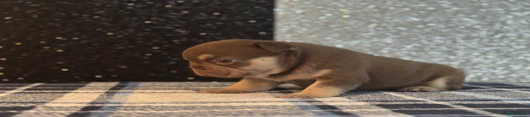 French Bulldog Puppy 4