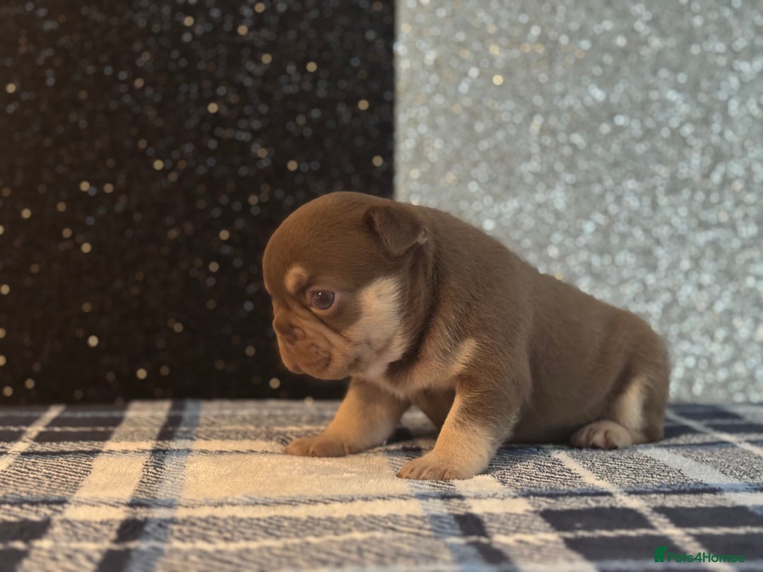 French Bulldog dogs for sale: Beautiful litter of 4 - Image 6