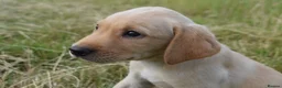 Labrador Retriever dogs for sale: Stunning Working Pedigree Labrador Puppies  - Advert 3