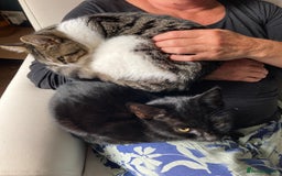 Domestic Shorthair cats for adoption: Sam & Olly, super cuddly brothers  - Image 10