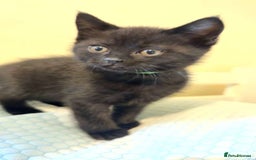 British Shorthair cats for sale: 5 BSH kittens (Grey Kitten GONE) - Image 21