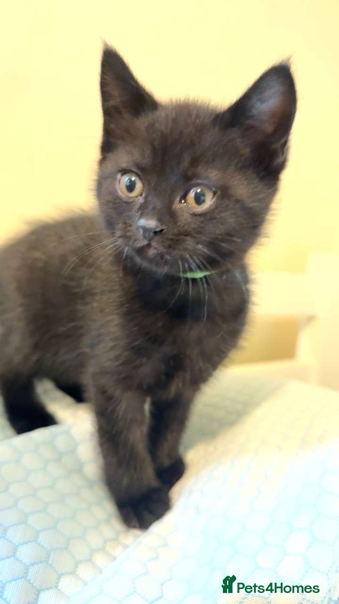 British Shorthair cats for sale: 5 BSH kittens (Grey Kitten GONE) - Image 21