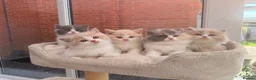 British Shorthair cats for sale: Stunning GCCF British Shorthair Cream Bicolour Boy - Advert 11