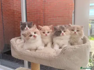 British Shorthair cats British Shorthair & Longhair Kittens GCCF Reg - Advert 1
