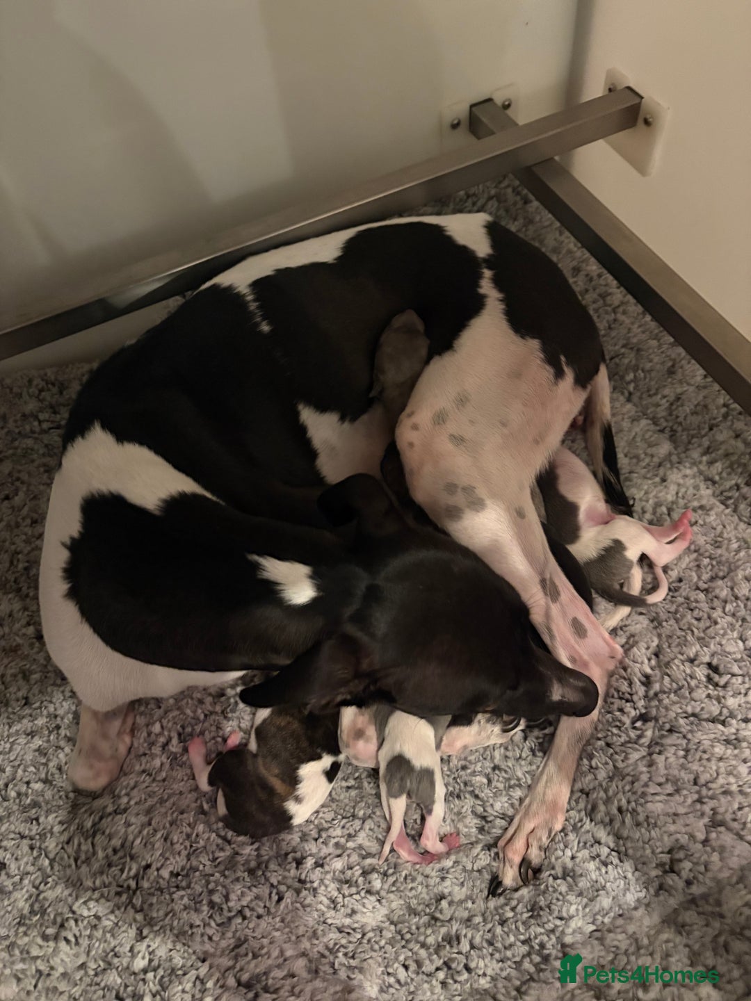 Whippet dogs for sale: Male Brindle and White party Whippet  - Advert 7