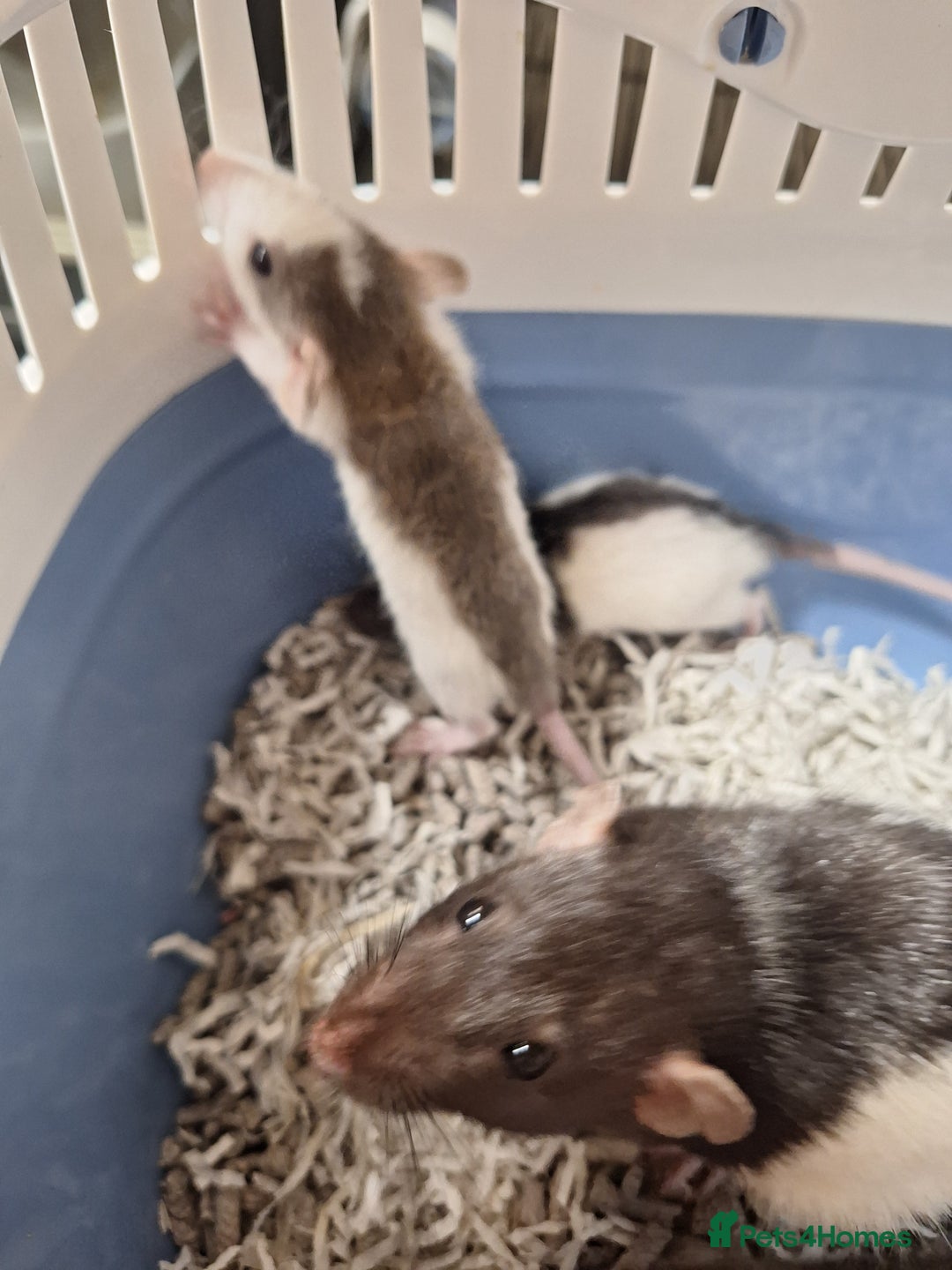 Rat rodents for sale: Baby rats  - Image 2