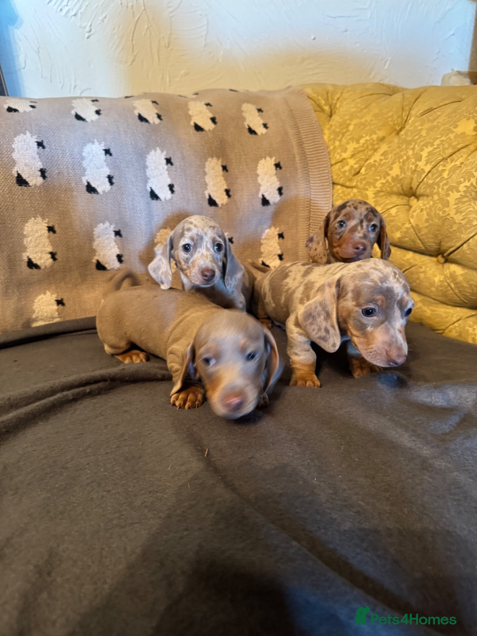 Miniature Dachshund dogs Smooth haired miniature Dachshund puppies - Advert 1