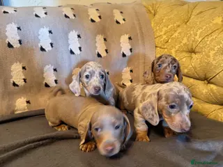 Miniature Dachshund dogs Smooth haired miniature Dachshund puppies - Advert 1