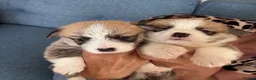 Welsh Corgi Pembroke dogs for sale: Hand reared Pembroke Corgis in Tenby - Advert 12
