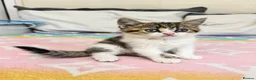 British Shorthair cats for sale: Four Beautiful BSH Tabby Kittens  - Advert 18