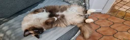 Ragdoll cats for sale: Beautiful Blue-Eyed Ragdoll for forever home in Dagenham - Advert 2